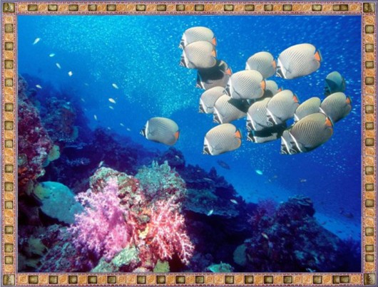 Excellent Underwater Animals Photography