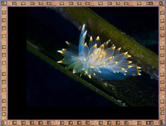 Excellent Underwater Animals Photography