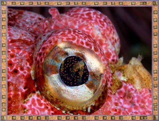 Excellent Underwater Animals Photography