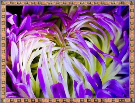 Excellent Underwater Animals Photography