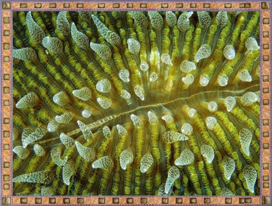 Excellent Underwater Animals Photography