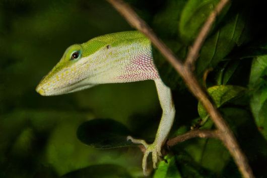 Extraordinary Animal Pictures