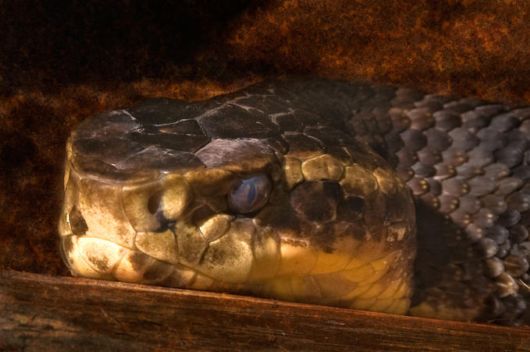 Extraordinary Animal Pictures