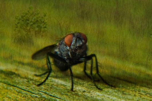 Extraordinary Animal Pictures