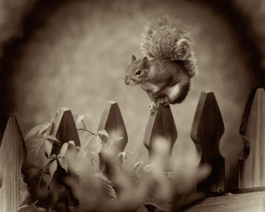 Extraordinary Animal Pictures