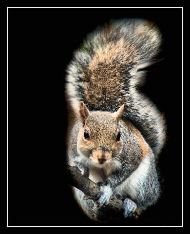 Extraordinary Animal Pictures