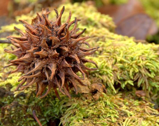 Extraordinary Animal Pictures