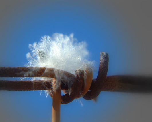 Extraordinary Animal Pictures