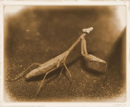 Extraordinary Animal Pictures