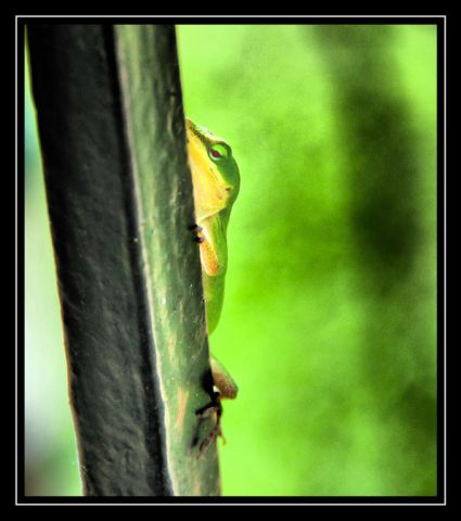 Extraordinary Animal Pictures