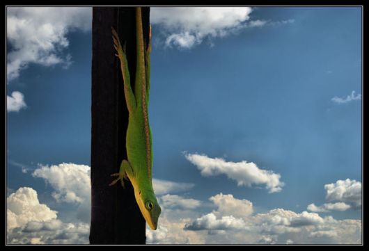 Extraordinary Animal Pictures