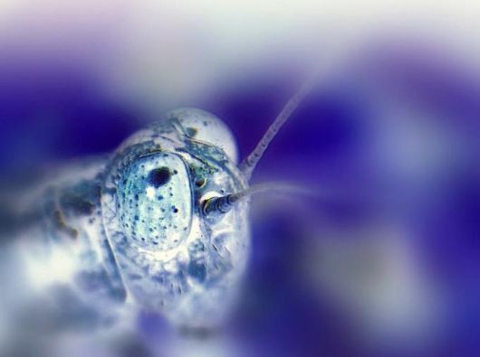 Extraordinary Animal Pictures