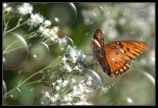 Extraordinary Animal Pictures