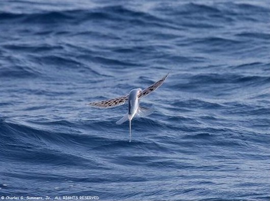 Ever Seen a Flying Fish?