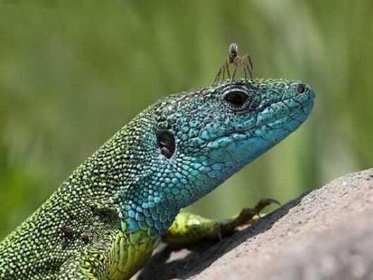 Lazy Hunters Cool Photography