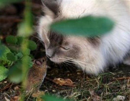 Lazy Hunters Cool Photography