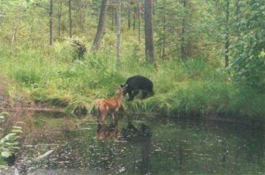 Lazy Hunters Cool Photography