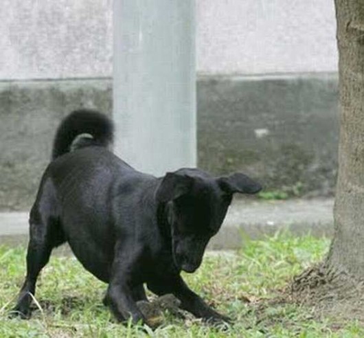 Lazy Hunters Cool Photography