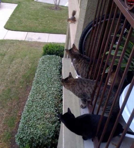 Lazy Hunters Cool Photography