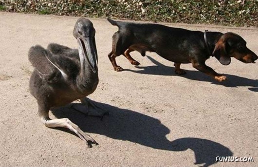 Love and Affection With Animals