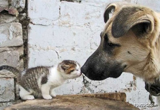 Love and Affection With Animals