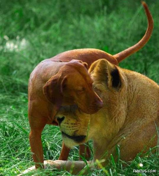 Love and Affection With Animals