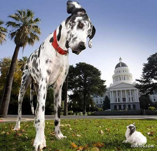 Love and Affection With Animals