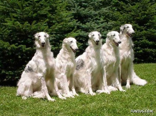 Love and Affection With Animals