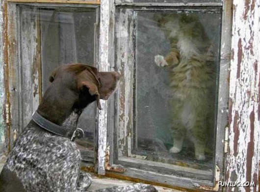 Love and Affection With Animals