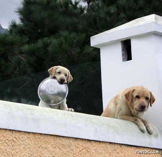 Love and Affection With Animals