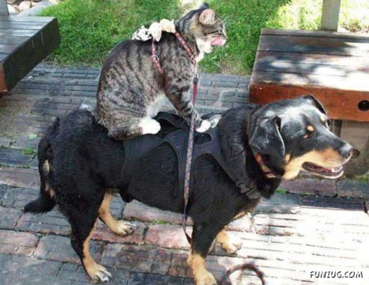 Love and Affection With Animals