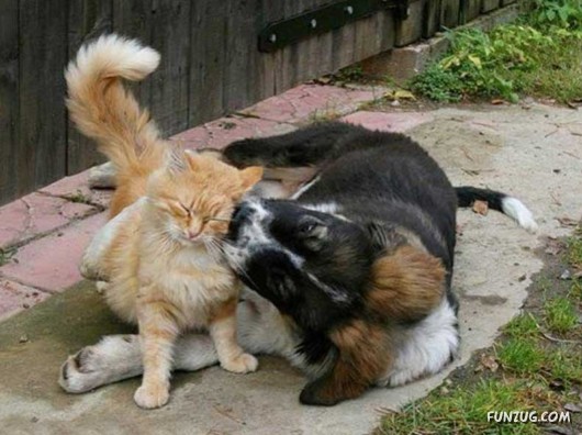 Love and Affection With Animals