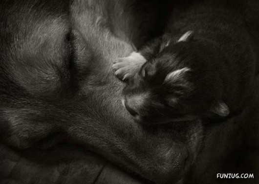 Love and Affection With Animals