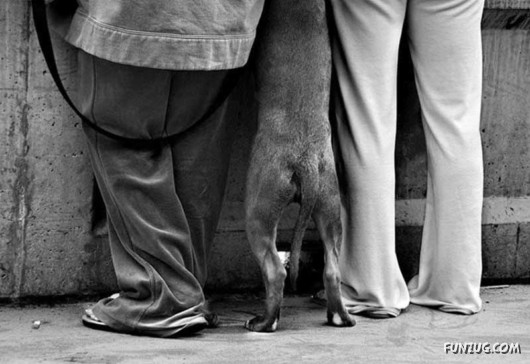 Love and Affection With Animals