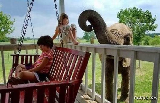 Pets Who are Not So Common