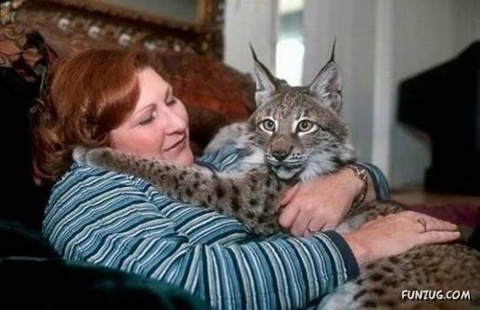 Pets Who are Not So Common