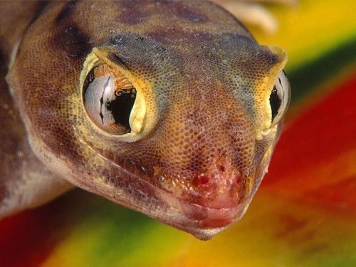 Deadly Snakes Around The World