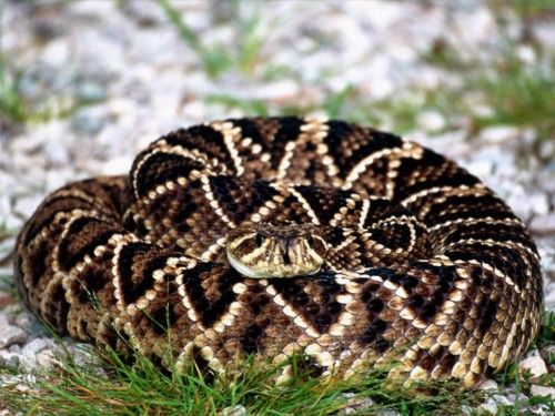 Deadly Snakes Around The World