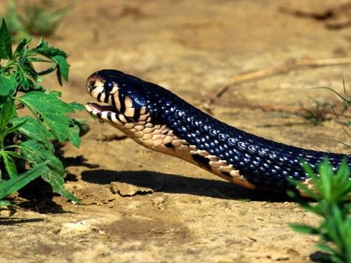 Deadly Snakes Around The World