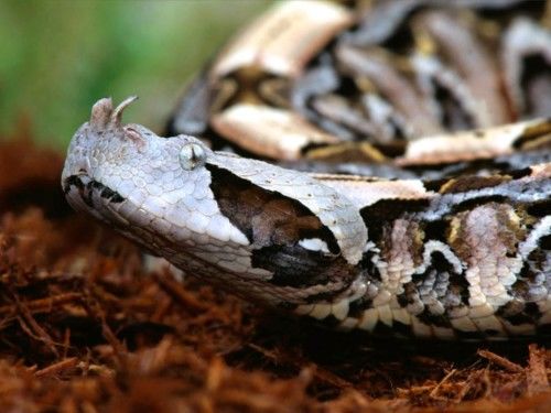 Deadly Snakes Around The World