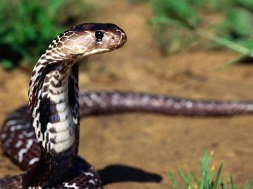 Deadly Snakes Around The World