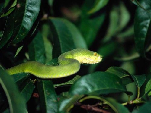 Deadly Snakes Around The World