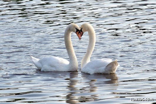 These Swans Will Take Your Breath Away