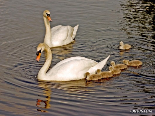 These Swans Will Take Your Breath Away