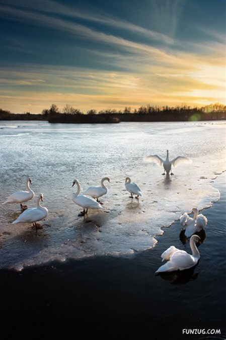 These Swans Will Take Your Breath Away