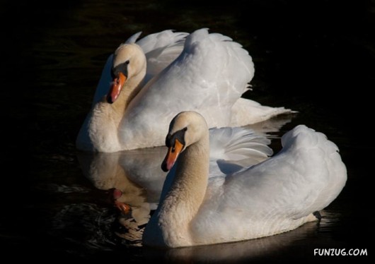 These Swans Will Take Your Breath Away