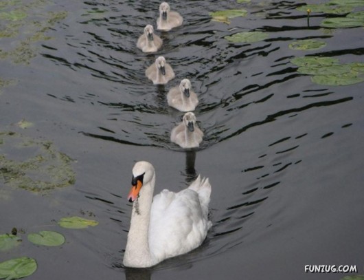 These Swans Will Take Your Breath Away