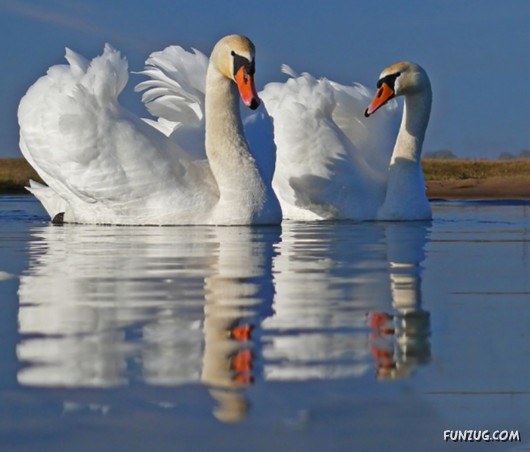 These Swans Will Take Your Breath Away