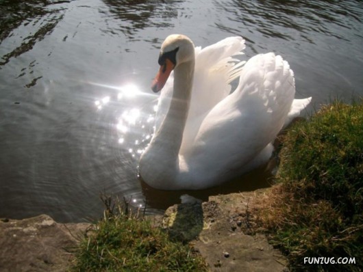 These Swans Will Take Your Breath Away