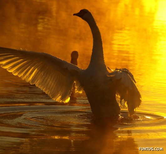 These Swans Will Take Your Breath Away